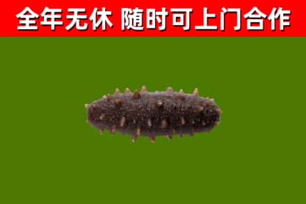清远市回收海参干